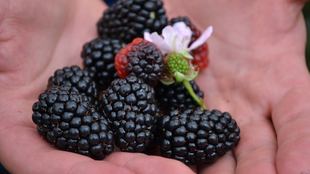 Driscoll’s Not Your Average Berry!